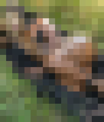 Queen Of The Jungle Dubai Escort, Pornstar, DUO, Couple, Verified Adult Service Provider, Companion in United Arab Emirates | 4