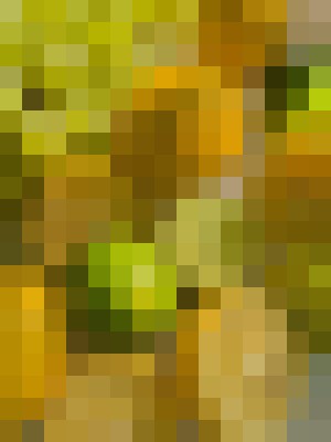 Background image - blurred