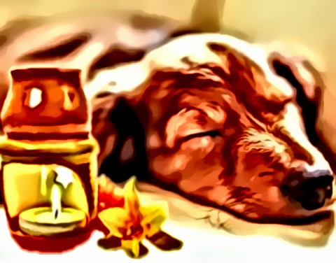 Aromatherapy for Your Pussycat....
