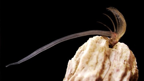 Penis size by body size barnacle