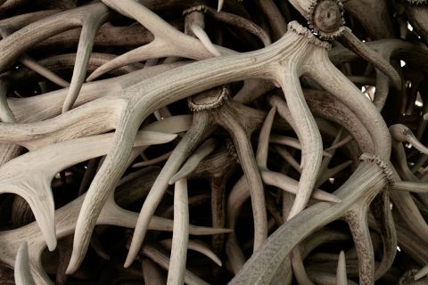 Close-up of deer antlers used in potency rituals worldwide