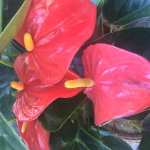 Zep - member from Sacramento