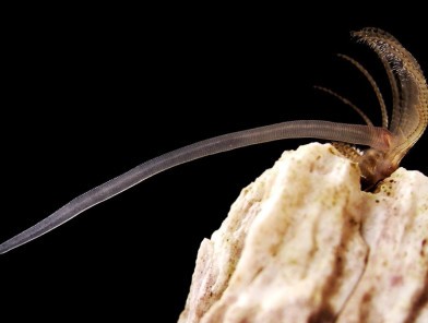 Penis size by body size barnacle