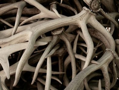 Close-up of deer antlers used in potency rituals worldwide