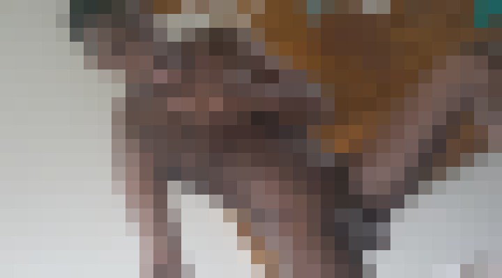 purepleasure82 Seattle, Washington Escort, Pornstar, BDSM, DUO, Couple, Verified Adult Service Provider, Companion in United States | 4