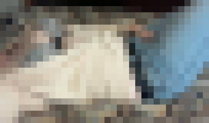 Charli Portland, Oregon Escort, Pornstar, DUO, Couple, Verified Adult Service Provider, Companion in United States | 7