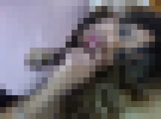 Jasmine pastel Las Vegas, Nevada Escort, Pornstar, Verified Adult Service Provider, Companion in United States | 12