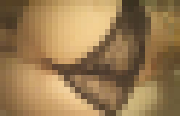 Shyne On Killeen, Texas Escort, , Verified Adult Service Provider, Companion in United States | 10
