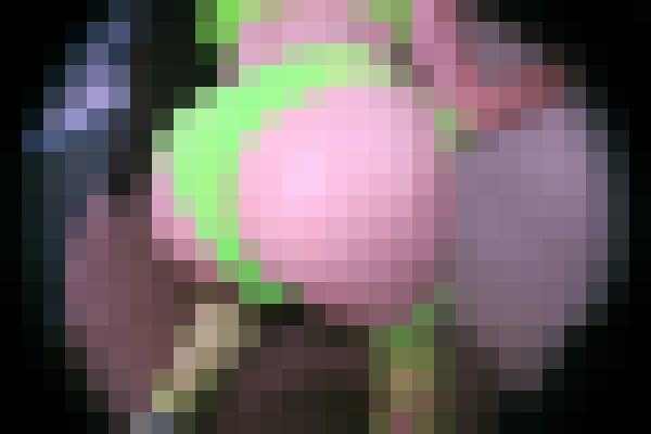 Blowpop Cherry Denver, Colorado Escort, Pornstar, BDSM, Couple, Verified Adult Service Provider, Companion in United States | 8