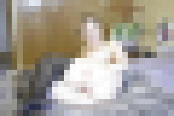 Mercè Palau Madrid Escort, Pornstar, DUO, Couple, Verified Adult Service Provider, Companion in Spain | 8