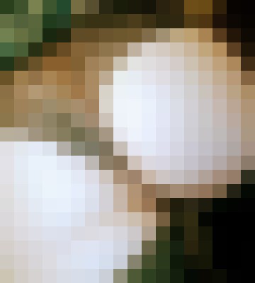 Harley43 Huntsville, Alabama Escort, Pornstar, Verified Adult Service Provider, Companion in United States | 10