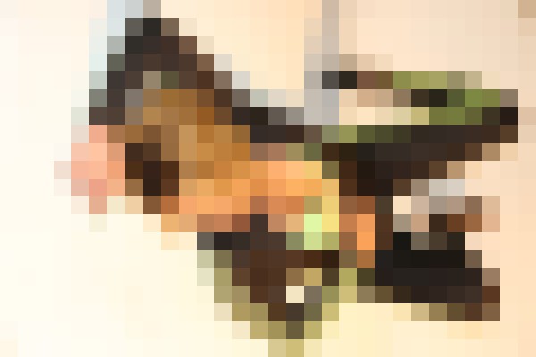 Sariyastar Austin, Texas Escort, , Verified Adult Service Provider, Companion in United States | 4