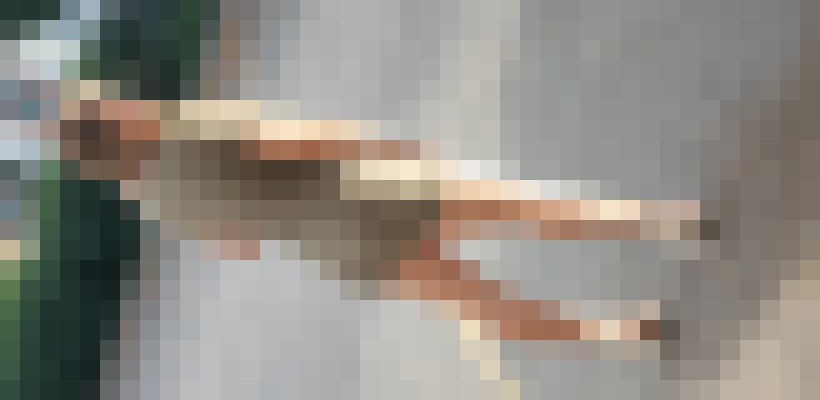 SavannahElite Hamilton Escort, Pornstar, BDSM, DUO, Couple, Verified Adult Service Provider, Companion in Canada | 3