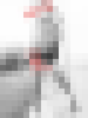 LILITH_TX Abilene, Texas Escort, Massage, Verified Adult Service Provider, Companion in United States | 5