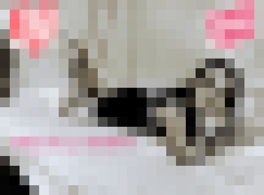 Lil Olympia, Washington Escort, , Verified Adult Service Provider, Companion in United States | 3