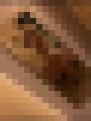 Rosebud Philadelphia, Pennsylvania Escort, BDSM, Verified Adult Service Provider, Companion in United States | 5