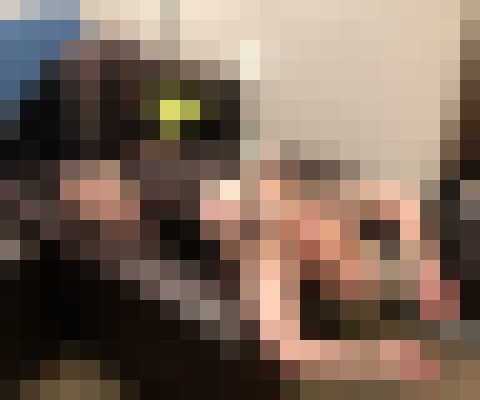 VIP Fiona Fort Myers, Florida Escort, Pornstar, Verified Adult Service Provider, Companion in United States | 6