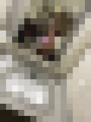 Virgosweets Raleigh, North Carolina Escort, Pornstar, Verified Adult Service Provider, Companion in United States | 11