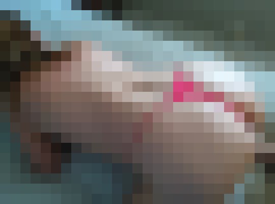 Miss Canada Toronto Escort, , Verified Adult Service Provider, Companion in Canada | 6